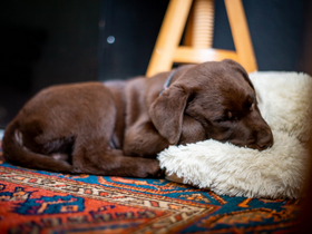 Puppy sleeping on patterned carpet
